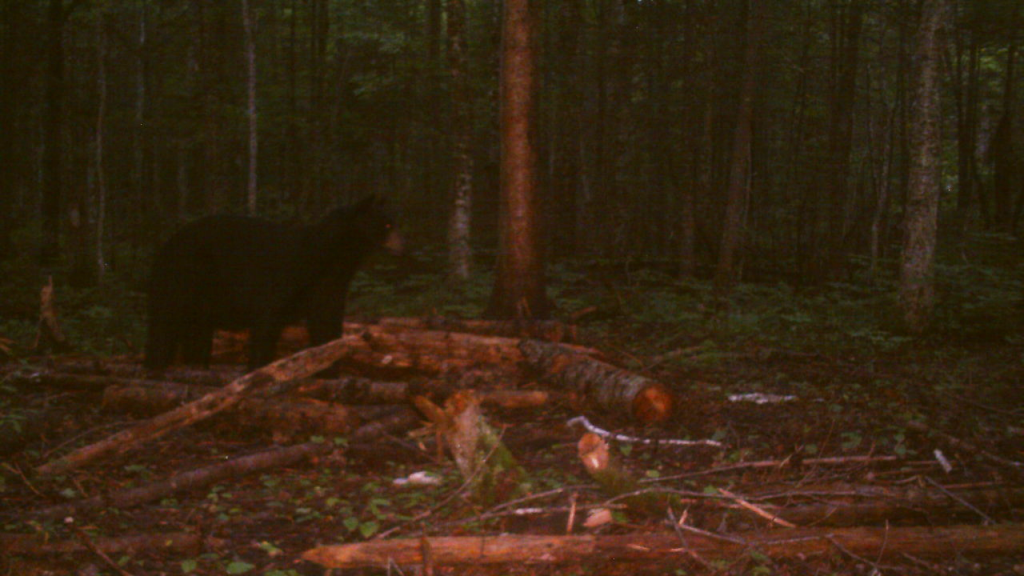 Bear Hunting Michigan's Remote U.P. (incl. podcast) part II