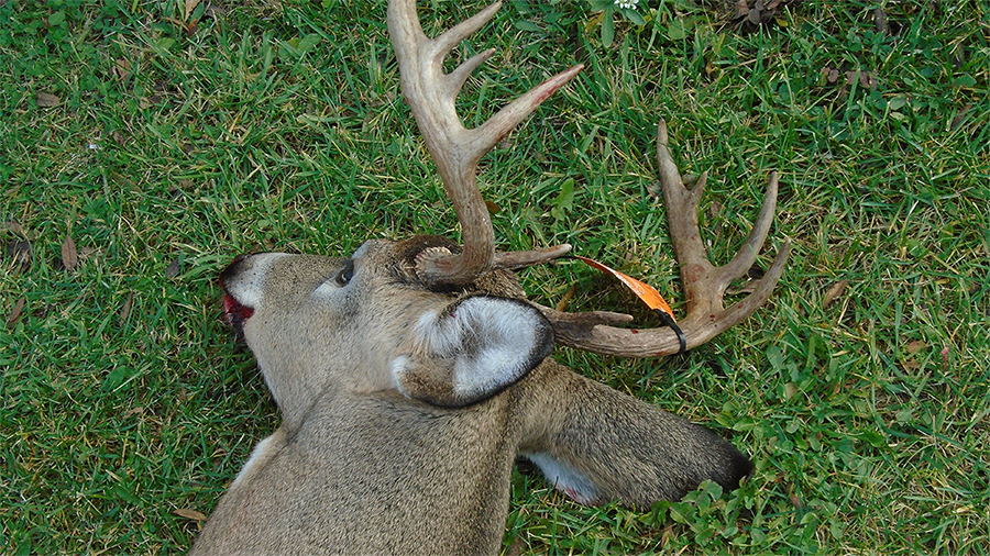 Featured image for “What happened when I stopped baiting deer?”