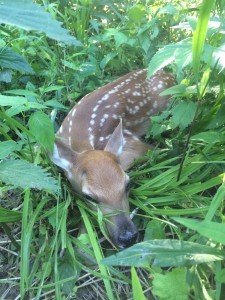 Fawn