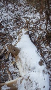 ladies-pheasant-hunt-007