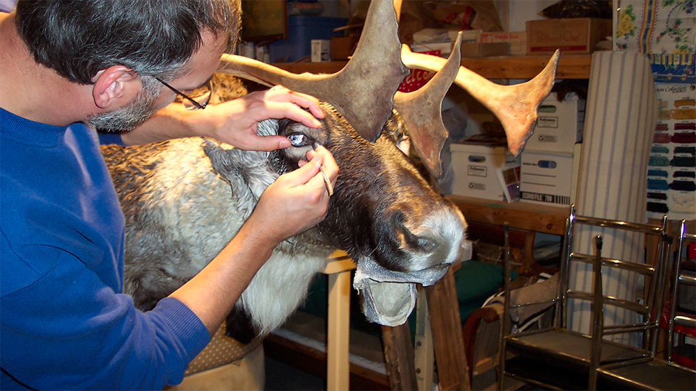 Featured image for “Through The Eyes Of A Taxidermist”