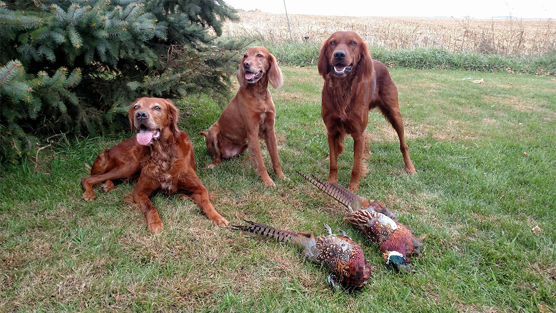 Featured image for “So You Want To Train A Bird Dog?”