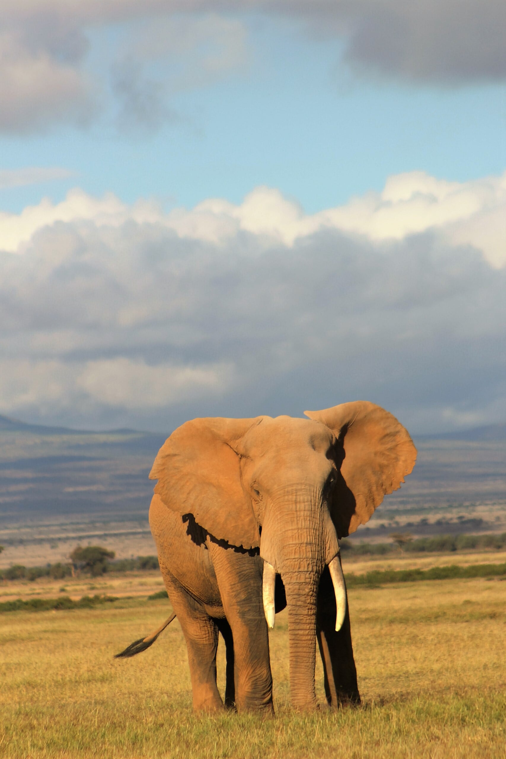Featured image for “KENYA:  A TIMELESS SAFARI”