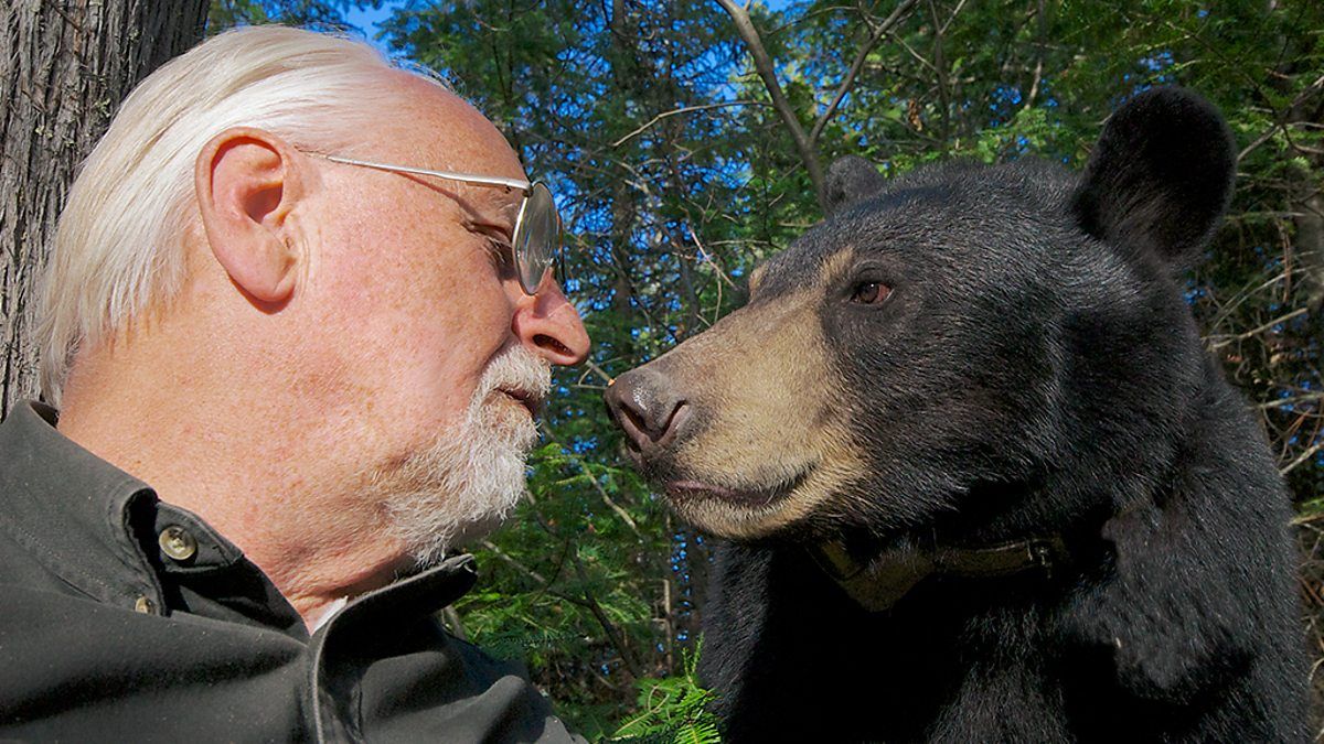 Featured image for “50 Years Of Black Bear Research”