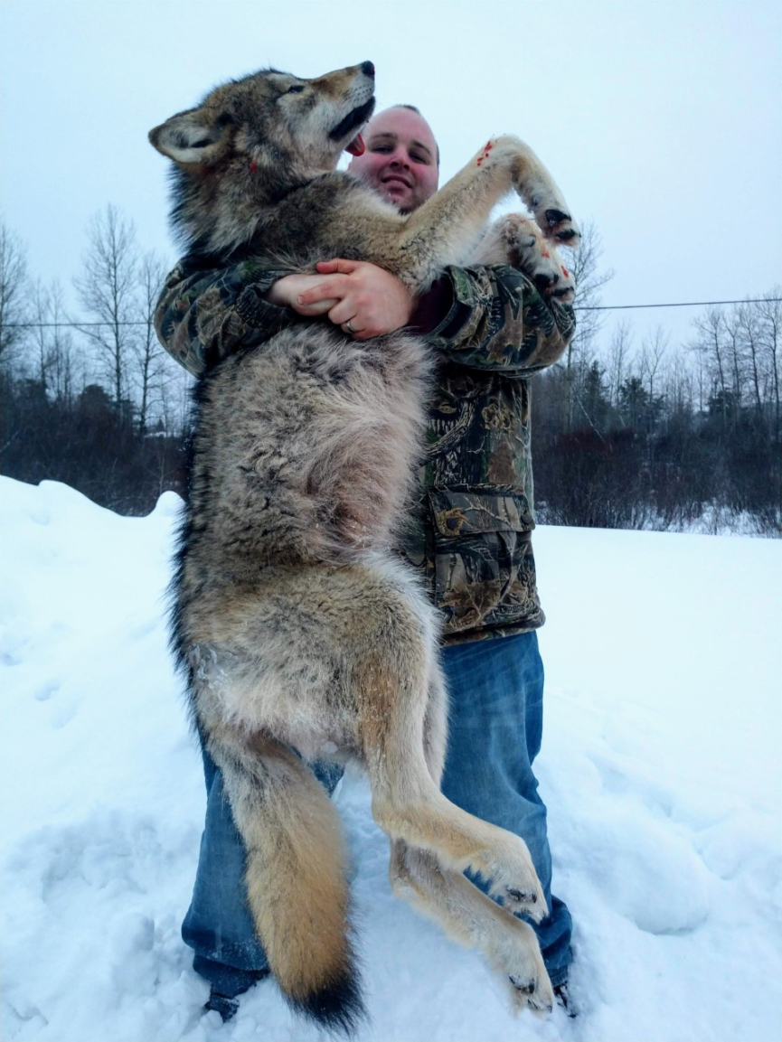 Ontario Wolf Hunting In 40 Degrees (f)