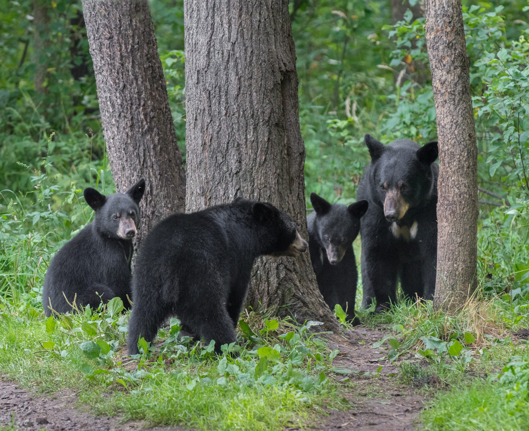 Michigan's Bear Population Fluctuations