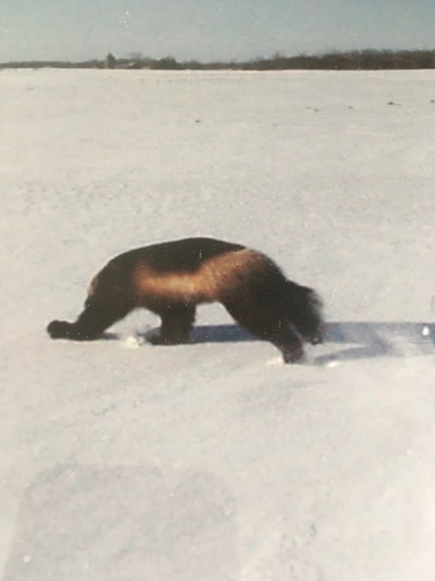 Featured image for “Remembering Michigan’s only documented wolverine – The wonderful visitor of the Thumb”