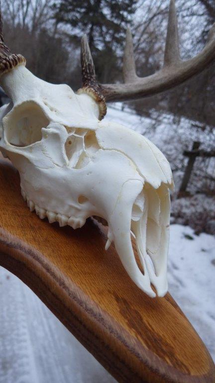 Featured image for “The “Vampire Buck” – A rare & very unique trophy”