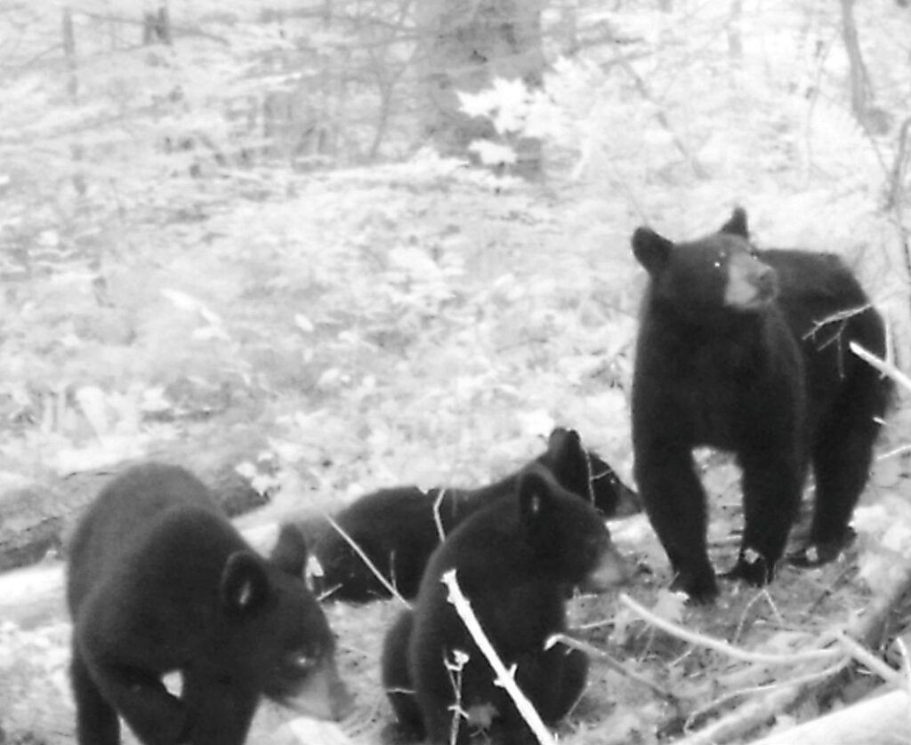 Is Michigan's Bear Season Poised For Change?