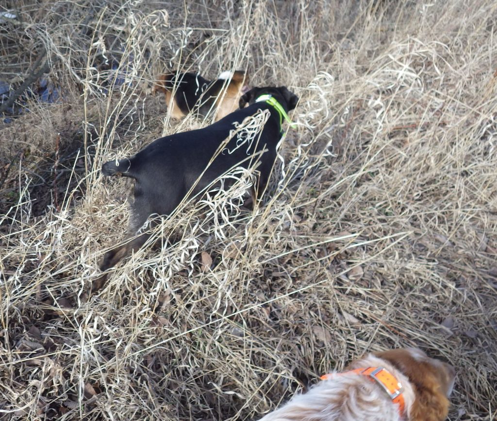 The true beauty of versatile Hunting Dogs opens the doors to many outdoor