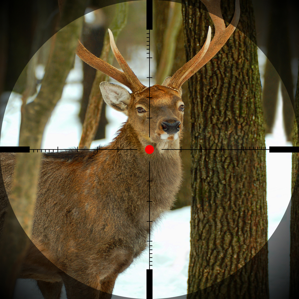 Hunting deer in sights