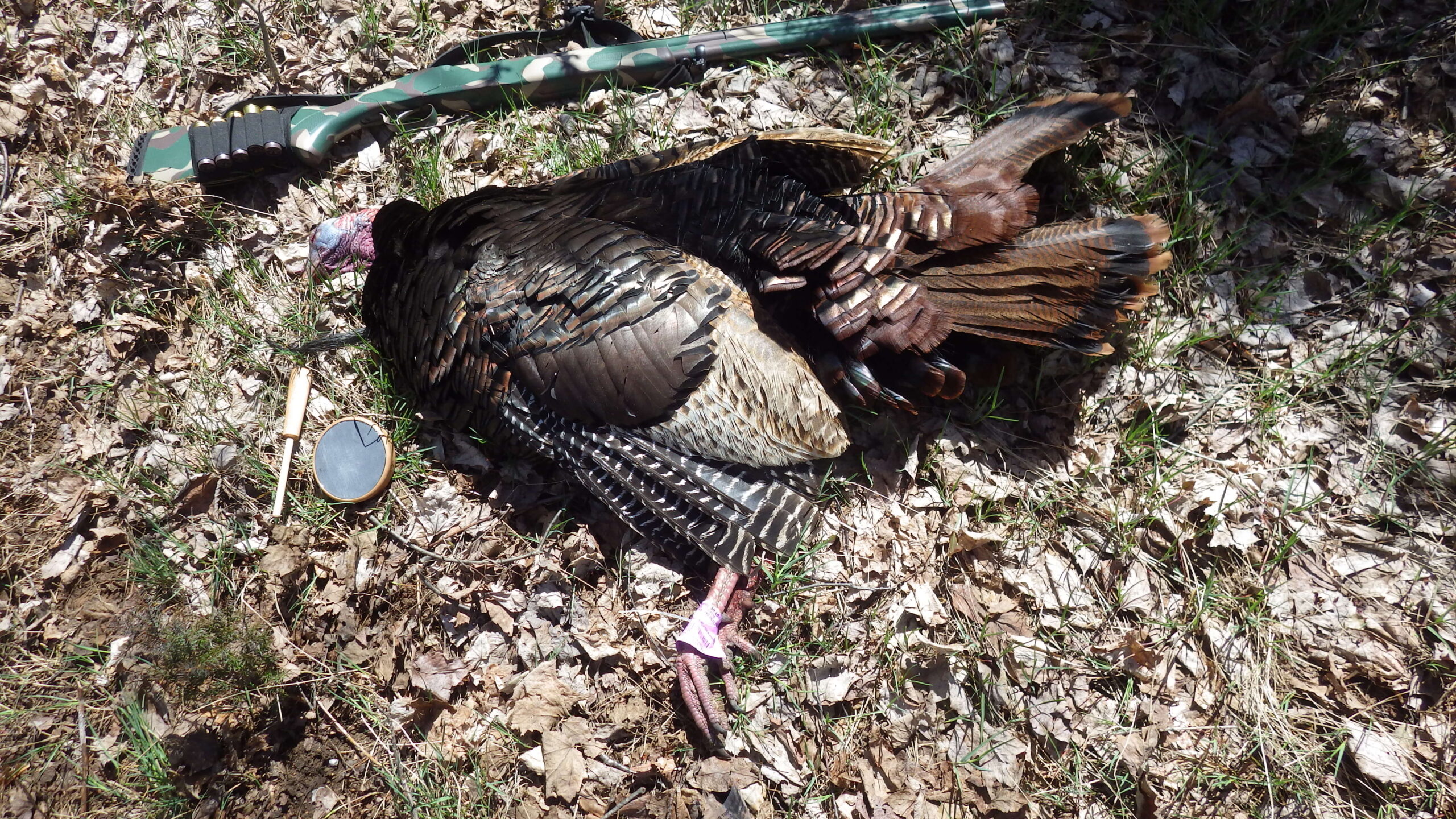 Featured image for “Gearing Up For Spring Gobblers”