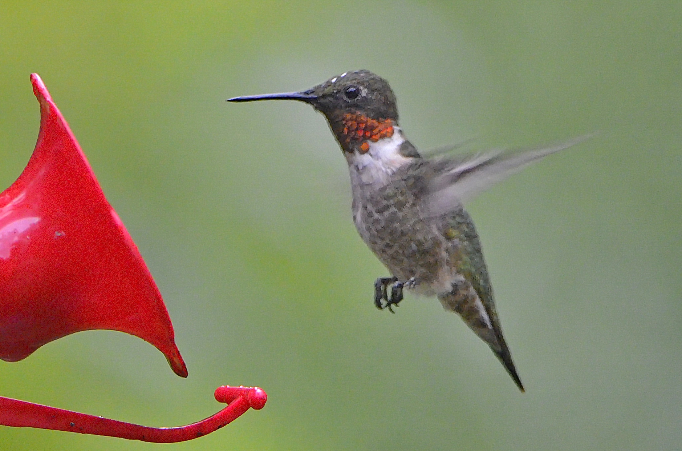 Featured image for “The Amazing Hummingbird Way of Life”