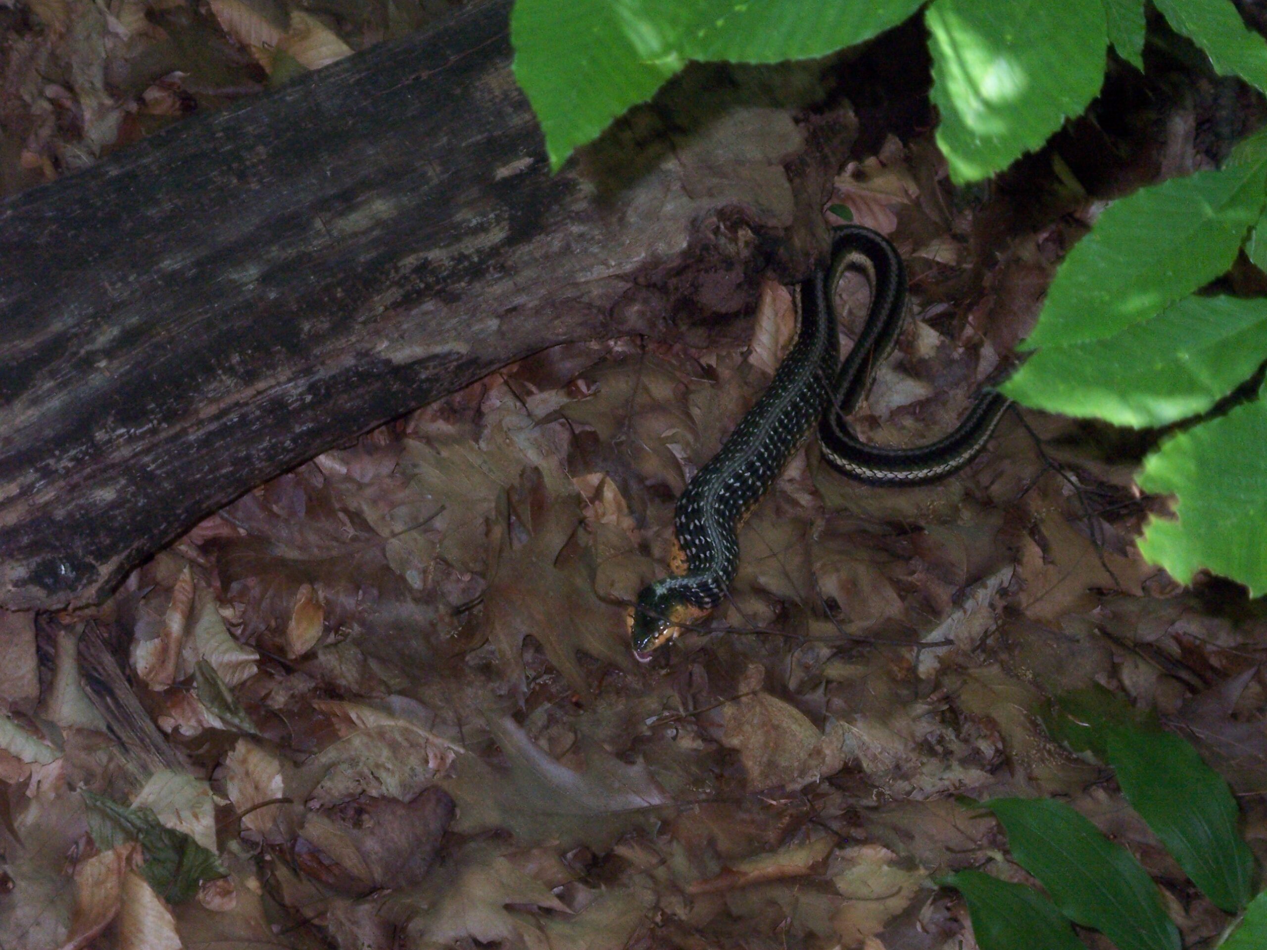 Featured image for “Those Sudden Surprises In The Great Outdoors”