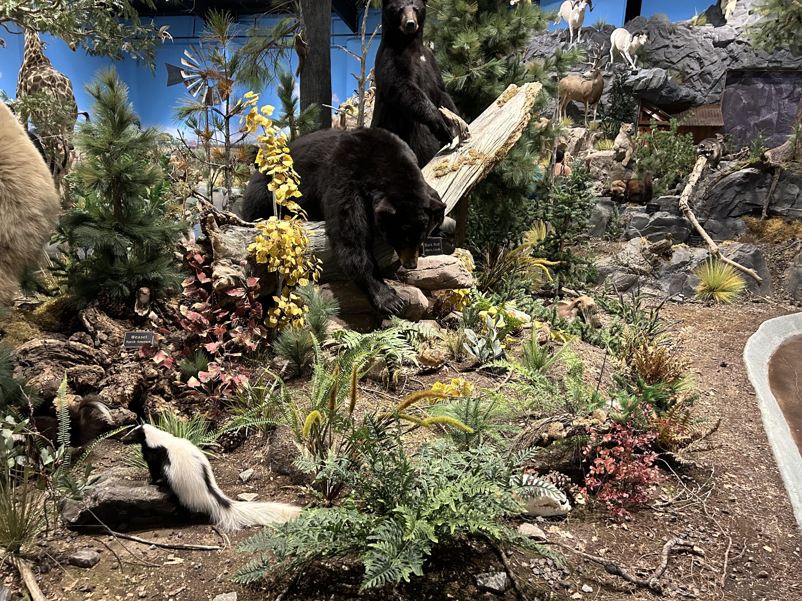 Featured image for “The new Jay’s and Webber Wildlife Education Center is a great place for the entire family to visit.”