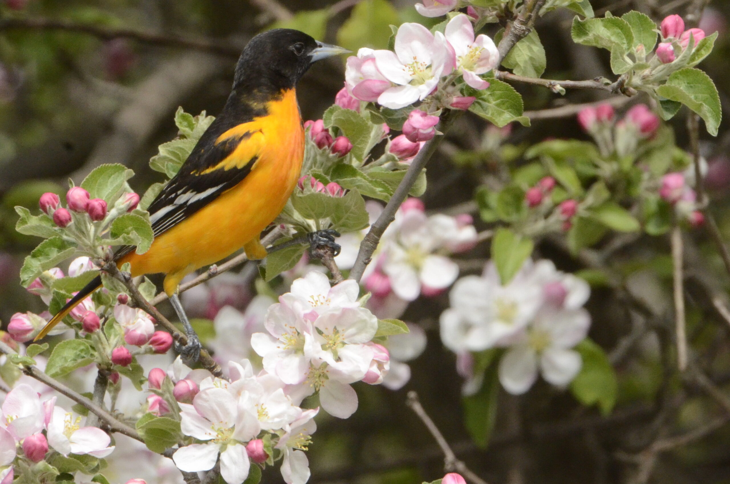 Featured image for “Anticipating when the wonderful birds of spring finally arrive in Michigan”