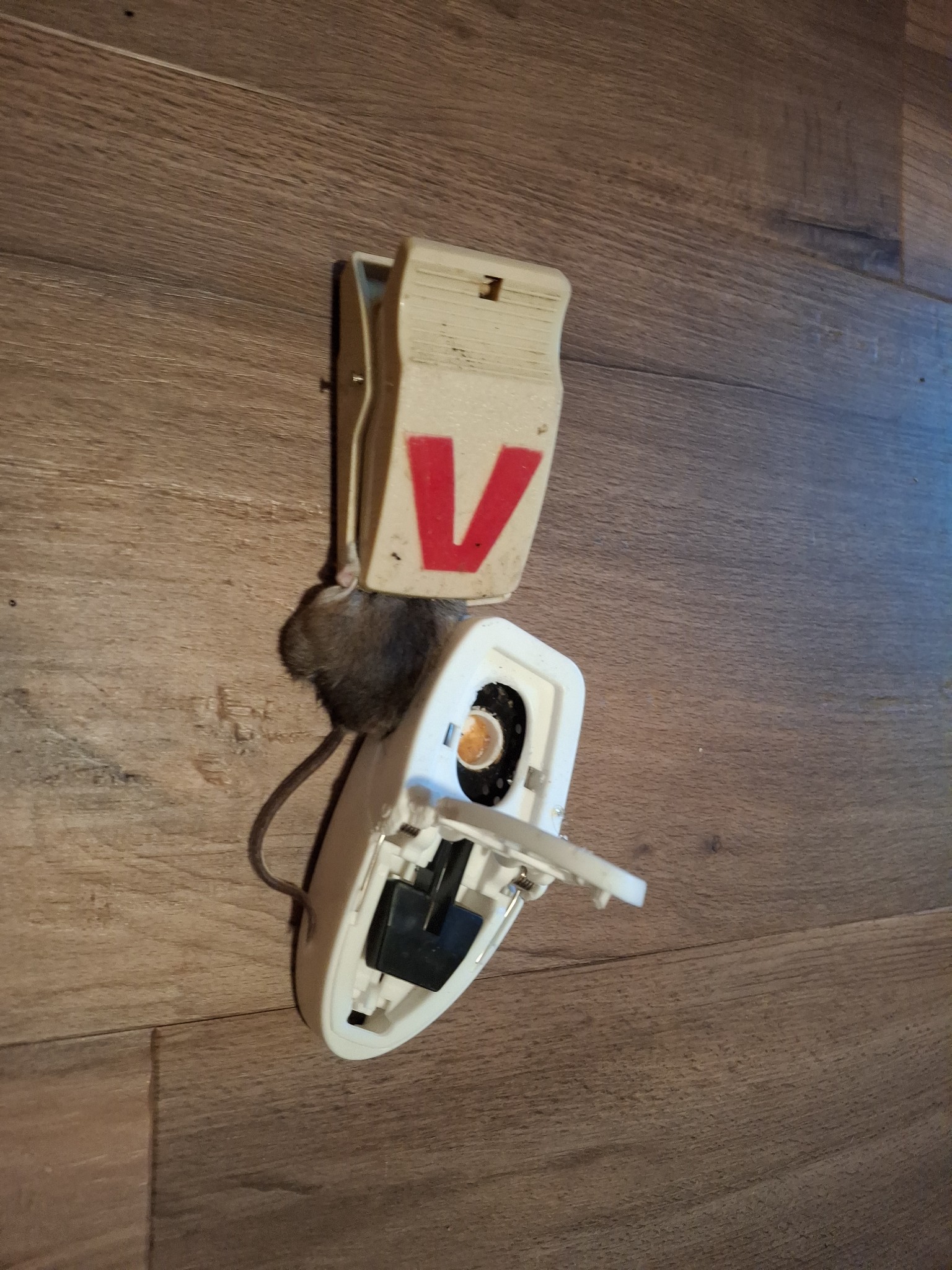 Featured image for “WHEN MICE MAKE HEADLINES: The Trilogy”