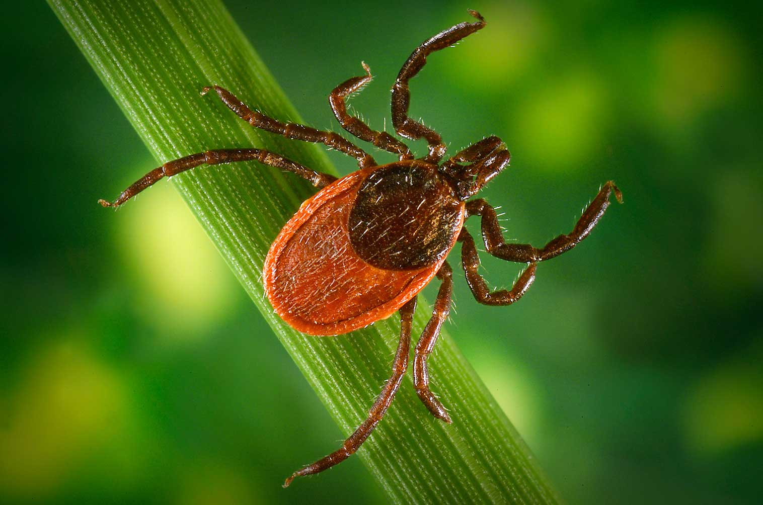 Featured image for “TICKS AND LYME DISEASE – “Once Bitten, Twice Shy””